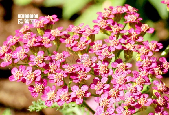 Yarrow Extract