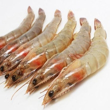 Sea White Prawn