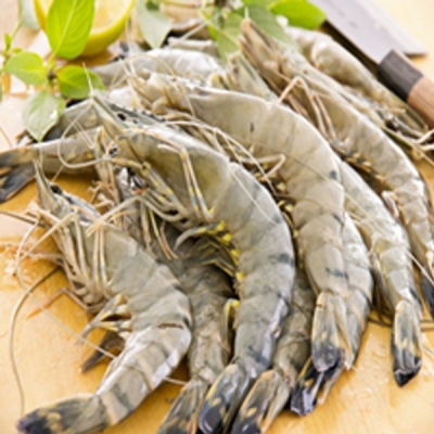 Tiger Prawn