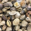 Clam Seafood