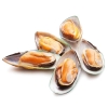 Green Shell Mussel Seafood