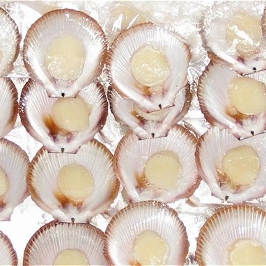 Hs White Scallop Roe