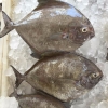 Black Pomfret Fish & Fillet Frozen Seafood