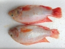 Tilapia Fish & Fillet Frozen Seafood