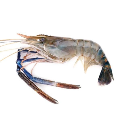 Fresh Water Prawn