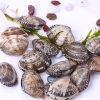 Asari Boiled Clam Shell Products Frozen Seafood