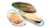 Green Mussel Shell Products Frozen Seafood