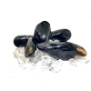 Black Mussel Shell Products Frozen Seafood