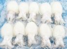 Baby Cuttlefish Squid Frozen Seafood