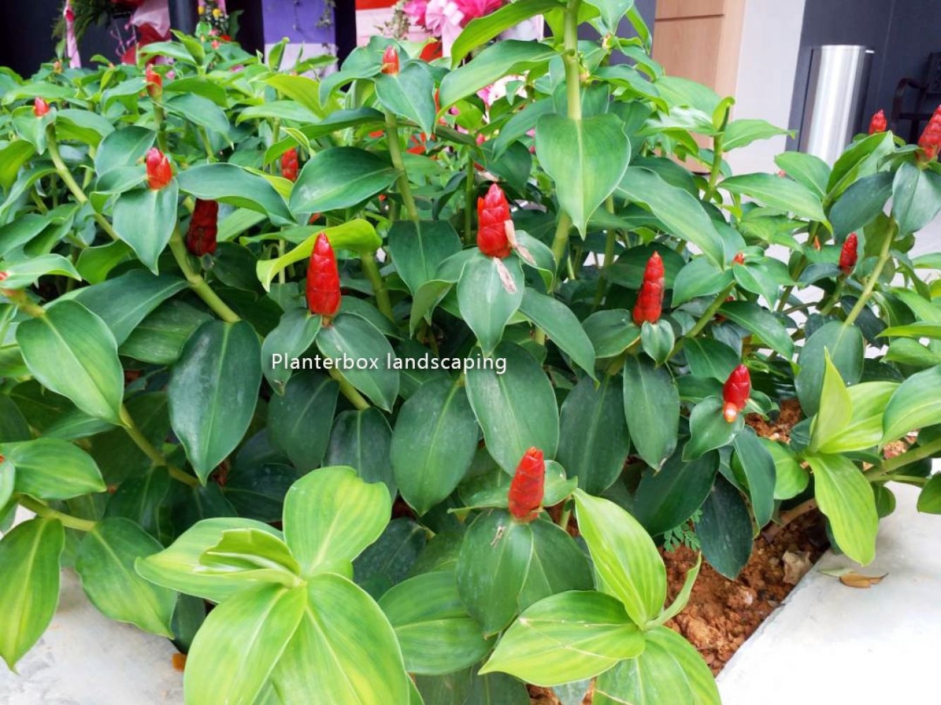 Planter Box Landscaping