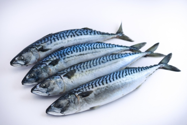 Saba Mackerel