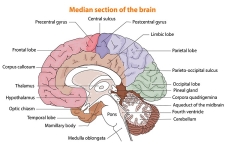 Brain Damage Markers