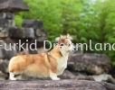  Our Adult Corgis Corgi