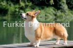  Our Adult Corgis Corgi