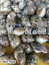 Siput Tiger Frozen Clam