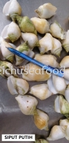 Siput Putih Frozen Clam