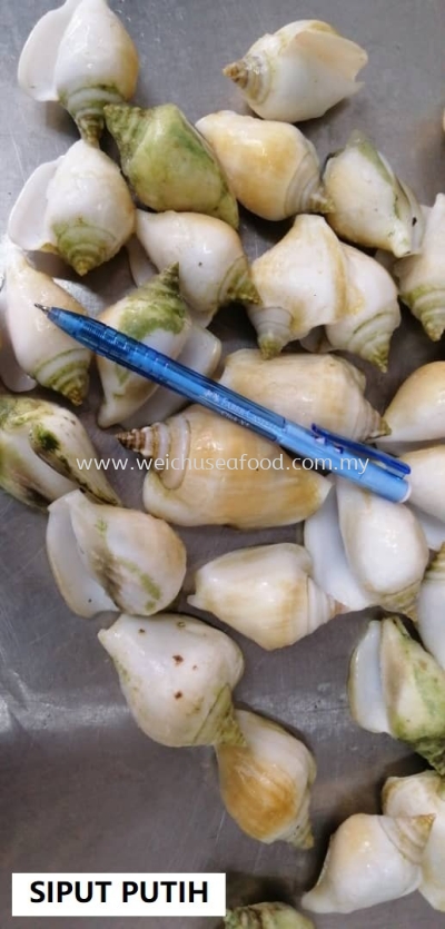 Siput Putih