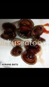 Kerang Batu Frozen Clam