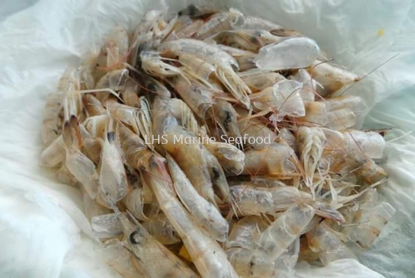 Kulit Udang