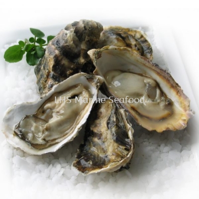 Oyster Half Shell