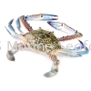 Flower Crab Crab