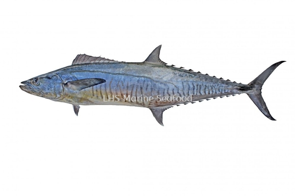 Fish Spanish Mackerel 