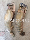 U2 unit to U16/20 SCAMPI(Ϻ/ͷϺ) FROZEN PRAWN