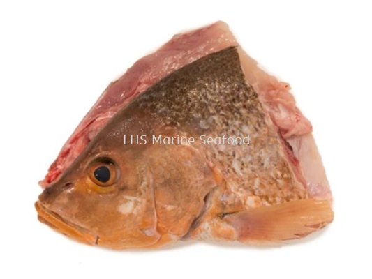 Red Snapper Head