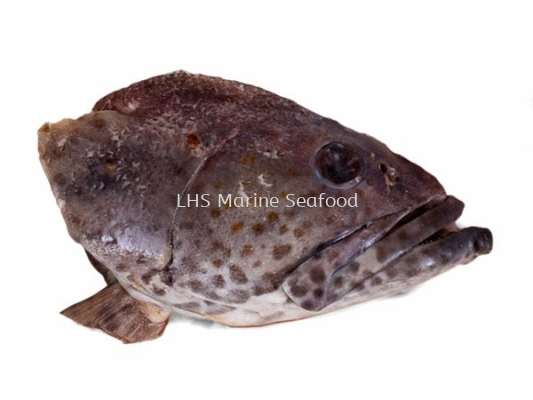 Fish Head Grouper