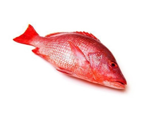 Fish Red Snapper