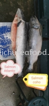 Salmon Atlantic & Salmon Coho Frozen Fish