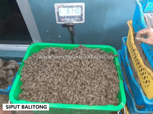 Siput Balitong