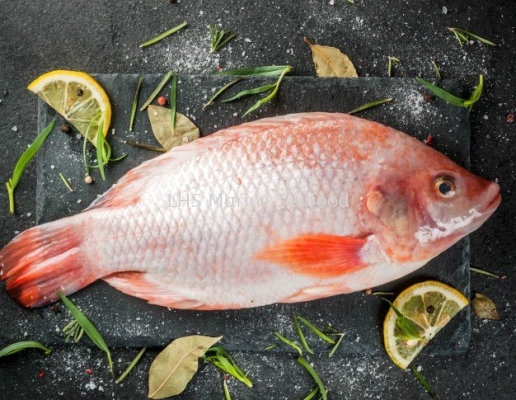 Fish Red Talapia 
