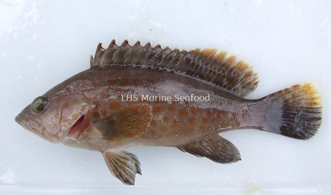 Fish Grouper