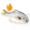 Fish Golden Pomfret Whole Fish