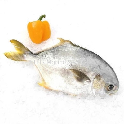 Fish Golden Pomfret