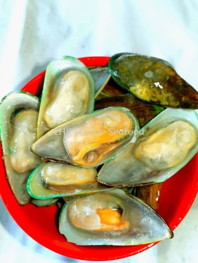 mussel ( new zealand )