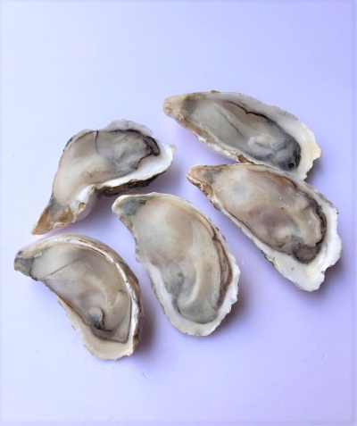 Half Shell Oyster