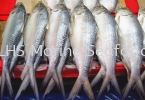 Toli Shad/Ikan Terubok Whole Fish