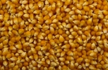 Popcorn Seed Cereal and Grains  Ingredients