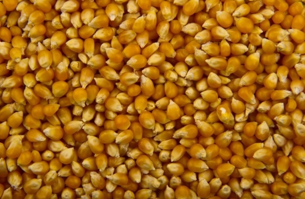 Popcorn Seed