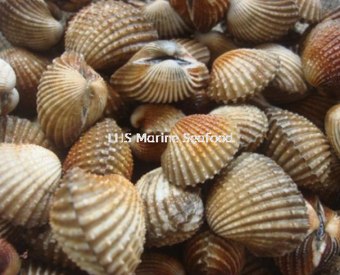 Kerang Whole Live