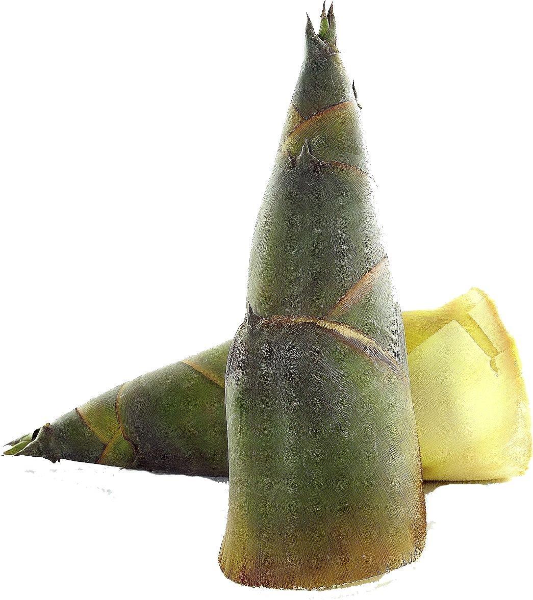 Bamboo Shoot