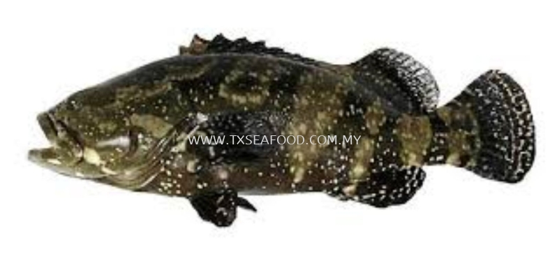 DRAGON TIGER GROUPERࣩ