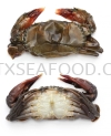 SOFT SHELL CRABз FROZEN CRAB