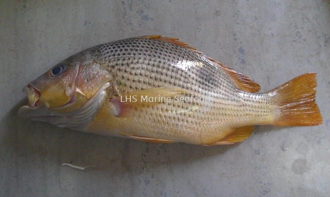 Golden Snapper/ Ikan Jenahak