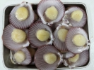 Half Shell Scallop  Frozen Shell English Version