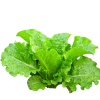 Looseleaf Lettuce Vegetables