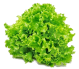 Green Oak Leaf Vegetables