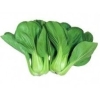 Baby Pak Choy Vegetables